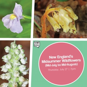 New England's Mid-Summer Wildflowers with Bill Gette