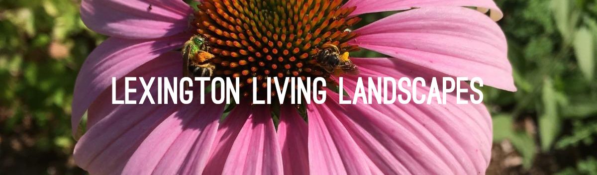 Creating and Enhancing Native Bee Habitat in Your Garden