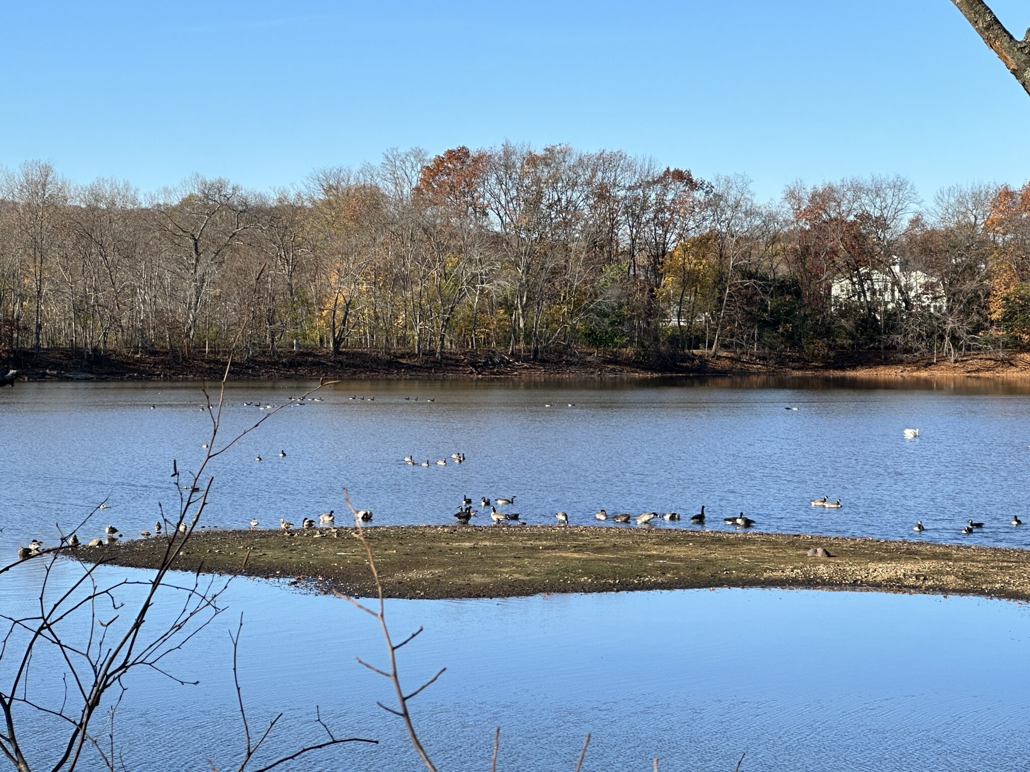 Fall Bird Walk at the Arlington Reservoir and Lexington Community Farm