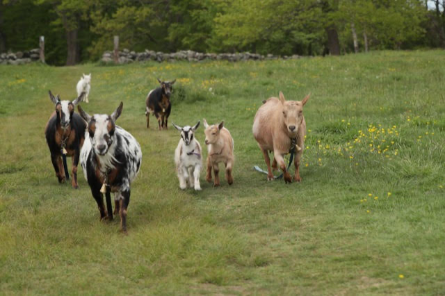 Fall Goat Pasture Walk at Chiesa Farm