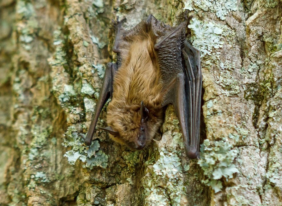 Bats and Your Backyard Habitat, Mt. Cuba Center
