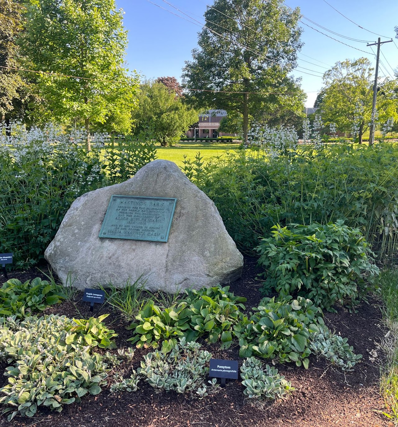 "Chelsea Chop" workshop, in person at Hastings Park Pollinator Garden - Lexington Living Lanscapes