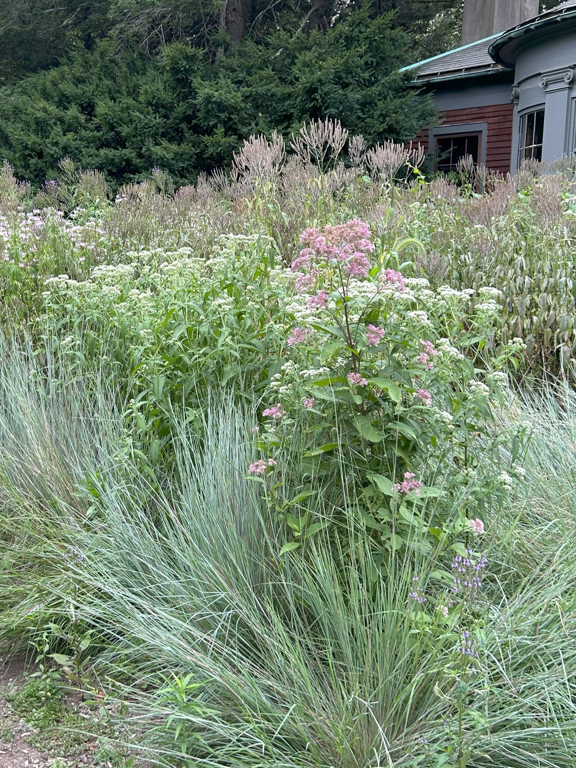 Transforming Lawns into Native Meadows for Homeowners, Habitat for Humanity