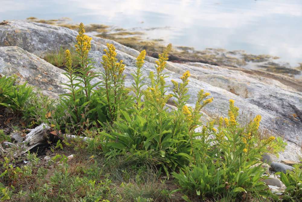 Planting for Climate Resilience in Northeast Landscapes - Wells Reserve