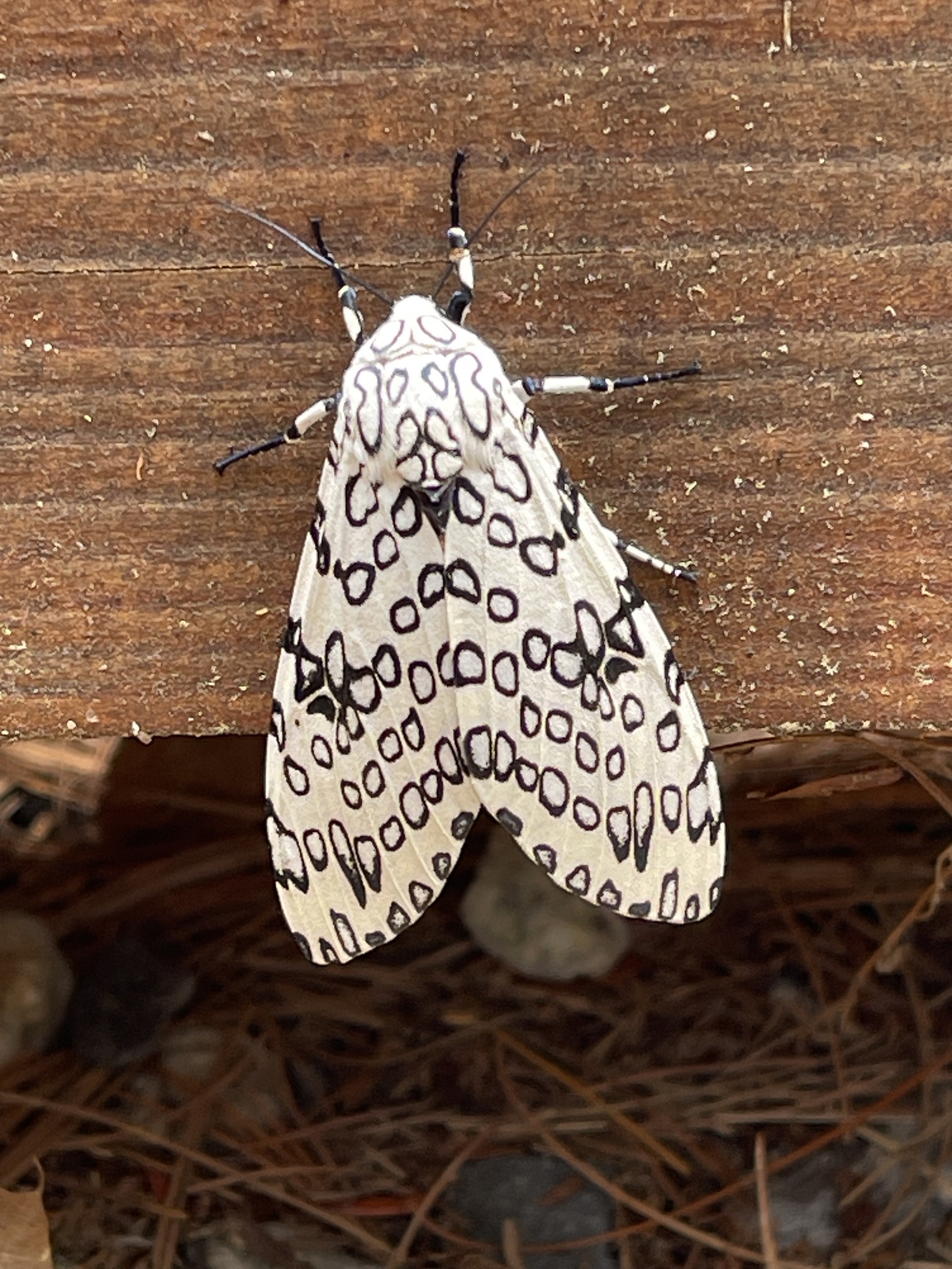 Lincoln Land Conservation Trust - Secret Lives of Moths