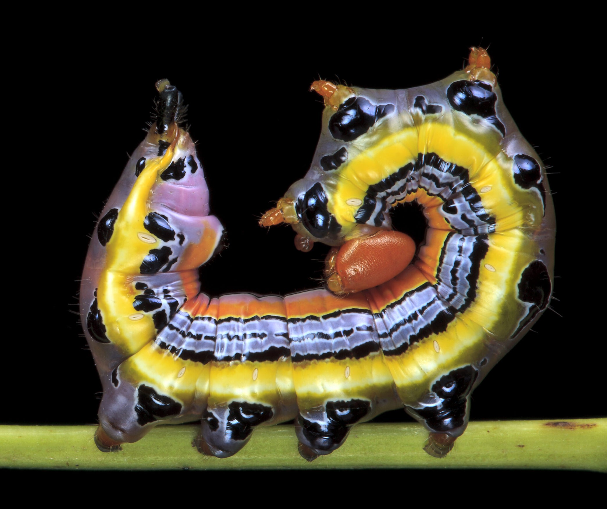 The Caterpillar Lab at Arnold Arboretum