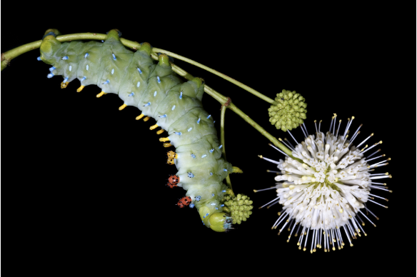 Grow Native Massachusetts: A Secret Neighborhood - Backyard Caterpillars in Your Autumn Landscape