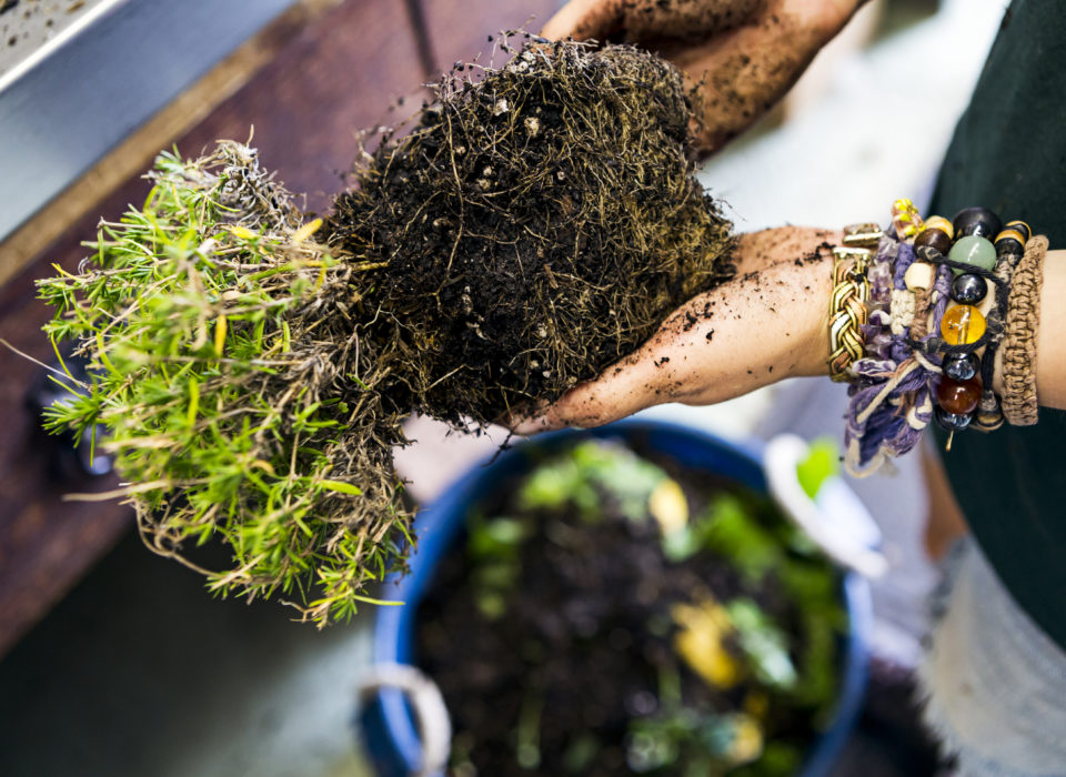Mt. Cuba Center Hybrid Class: Restoring Soils for Native Plants, $25 Fee