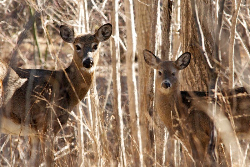 Mt. Cuba Center Hybrid Class: Gardening with Deer Resistant Plants $25 Fee