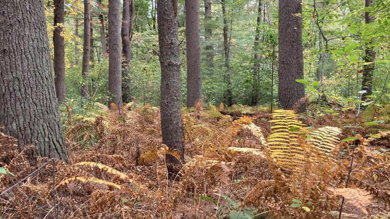 Invasive Species Management Workday in Lincoln
