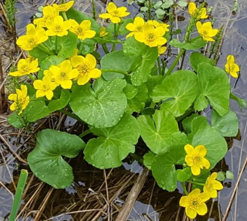 Fauna and Flora of Arlington’s Great Meadow - Citizens for Lexington Conservation Walk
