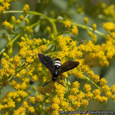 Mt. Cuba Center: Goldenrods $25 Webinar