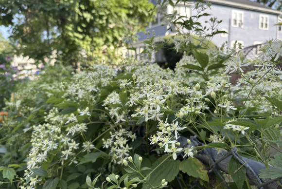 Massachusetts Pollinator Network Webinar: Native Plants in an Unlikely Place: Experiments with Tough Plants in a Tough Place