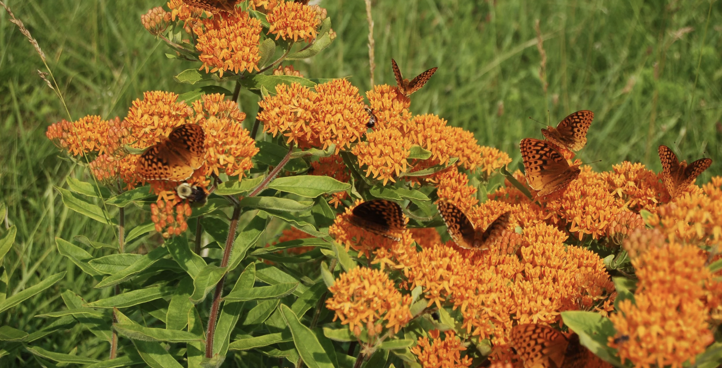 Tallamy and Weaner: A Season by Season Guide to Plant-Wildlife Connections (Fall Virtual Series)