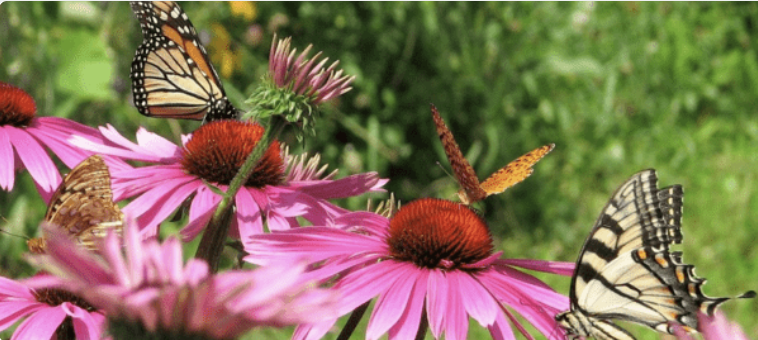 Arlington Community Education: Maintaining a Life-Supporting Garden