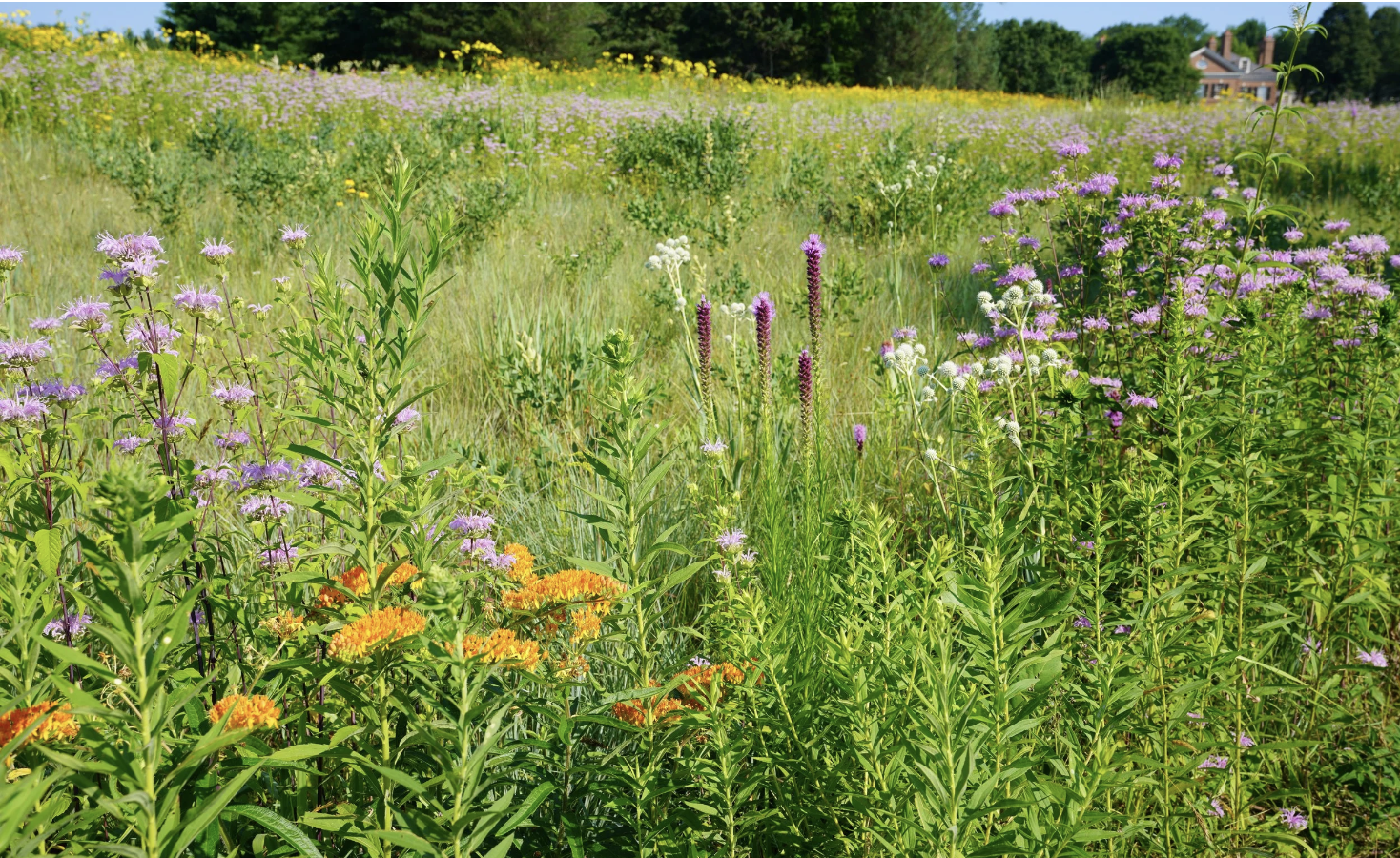 Seed Mix Formulation for Native Meadows (Fall Virtual Series) $42