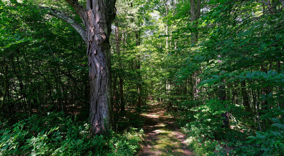 Send in written testimony to your congresspeople on bills supporting forest and tree legislation