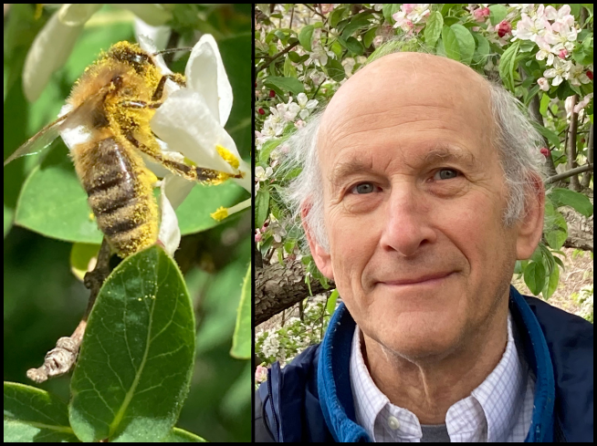 Arnold Arboretum Lecture: Can Honeybees and Native Pollinators Co-Exist?