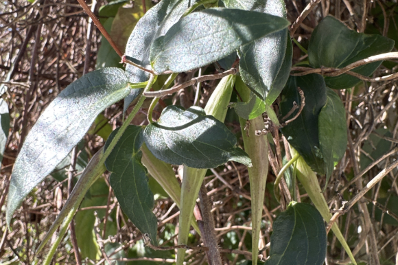 Grow Native Massachusetts Webinar: Invasives Management: Our Gardens and the Big Picture