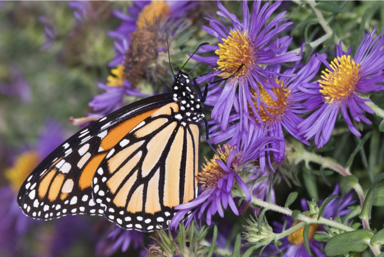 Congregation Or Atid Event: Your Yard, Our Climate