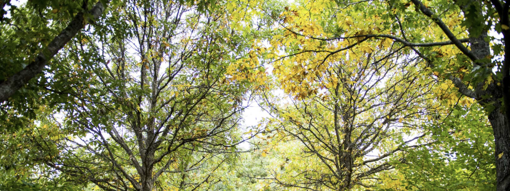 New England Botanical Garden: Urban Tree Symposium $150 for Non Members