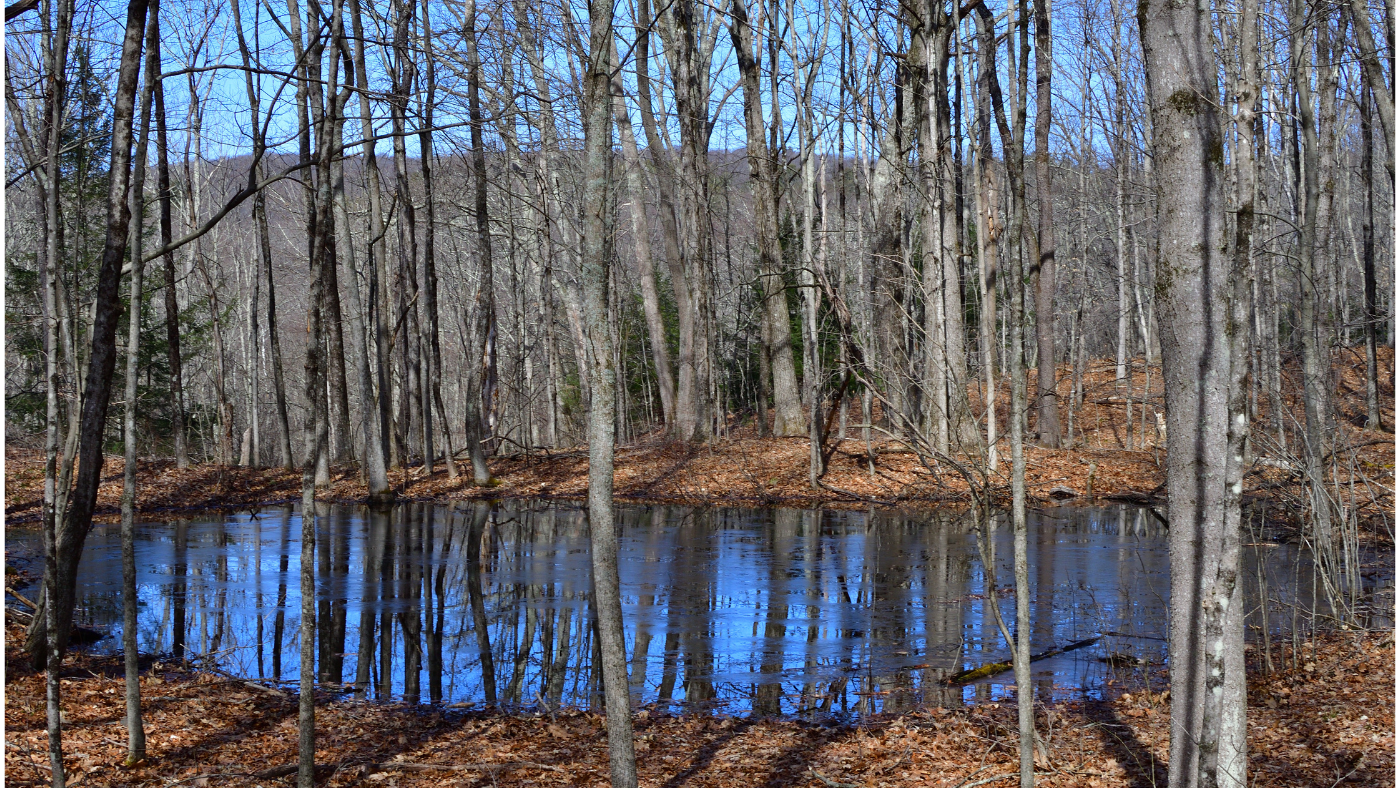 Green Newton Webinar: Vernal Pools and Their Special Ecology