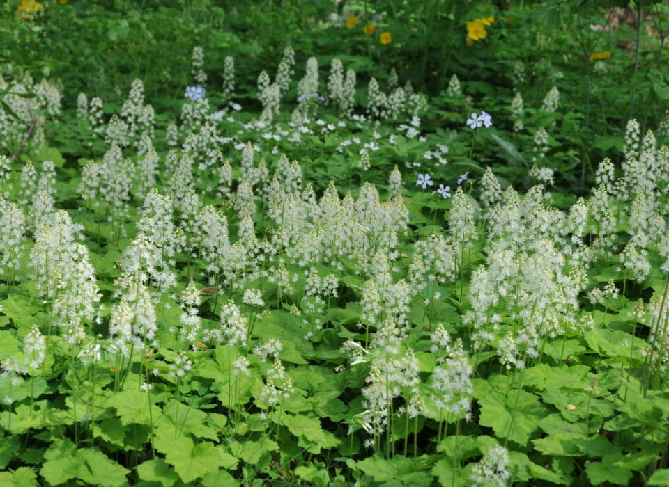 Mt Cuba Center Webinar: Replacing Mulch with Spring Groundcovers $25
