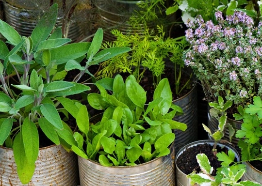 Learning at LexFarm: Grow Your Own Medicinal Herb Garden