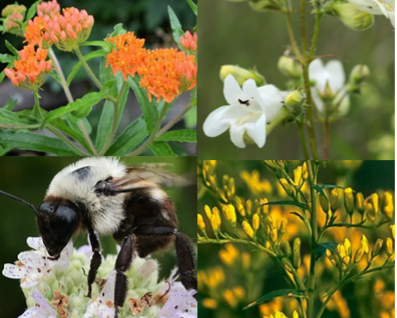 Lexington Living Landscapes and Lexington Conservation Division Native Plant Sale