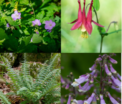 Pick up plants from Native Plant Sale