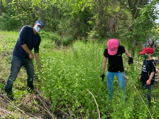 LexFarm Invasive Garlic mustard pulling 2026