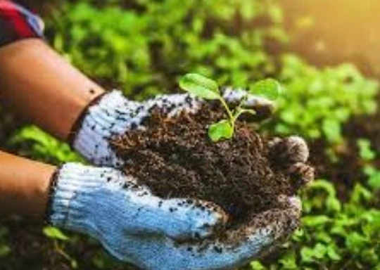 Learning at LexFarm: DIY Fertility for the Home Garden