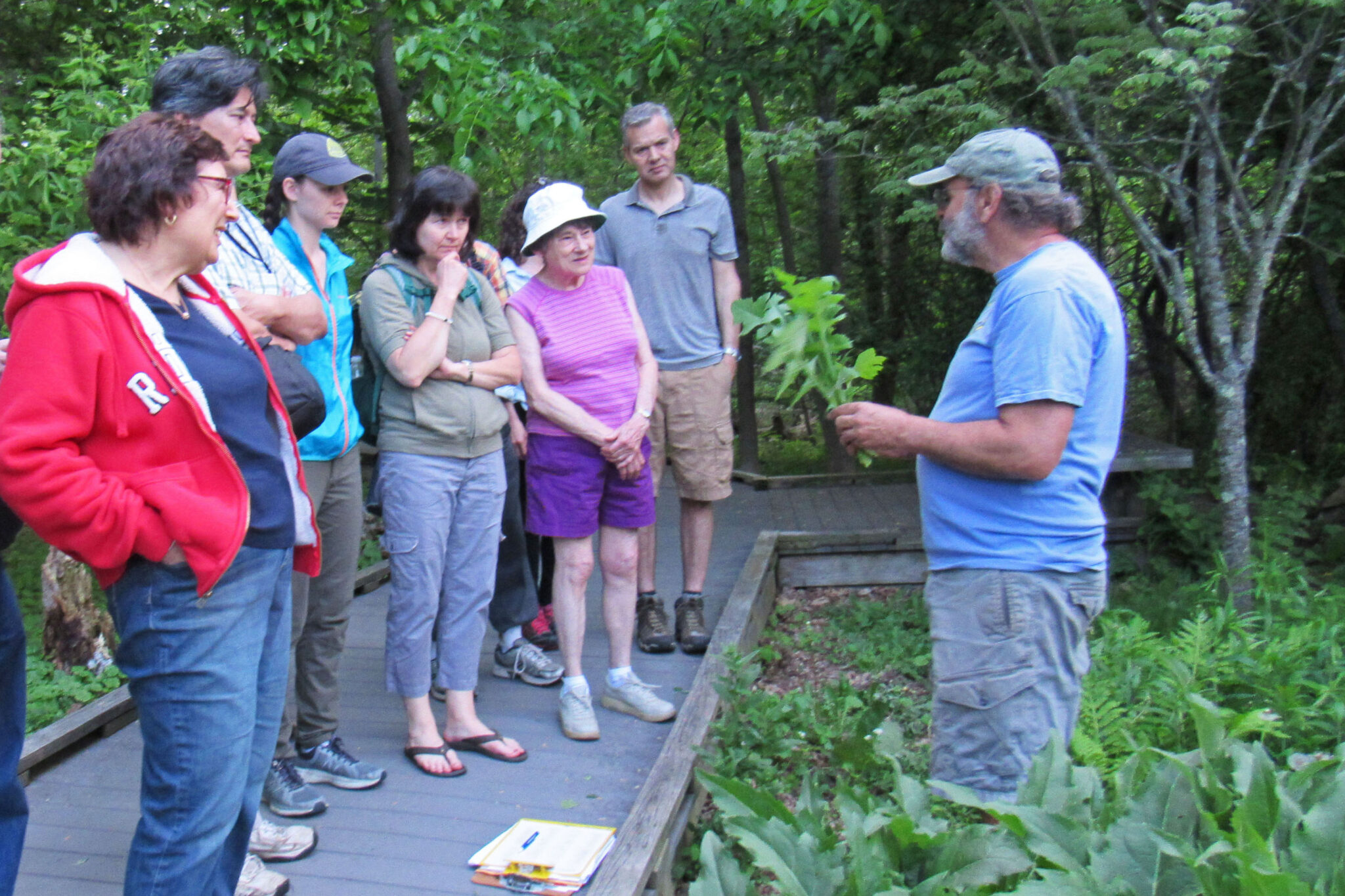 Citizens for Lexington Conservation Walk: Wild Edibles of Lexington’s Waysides