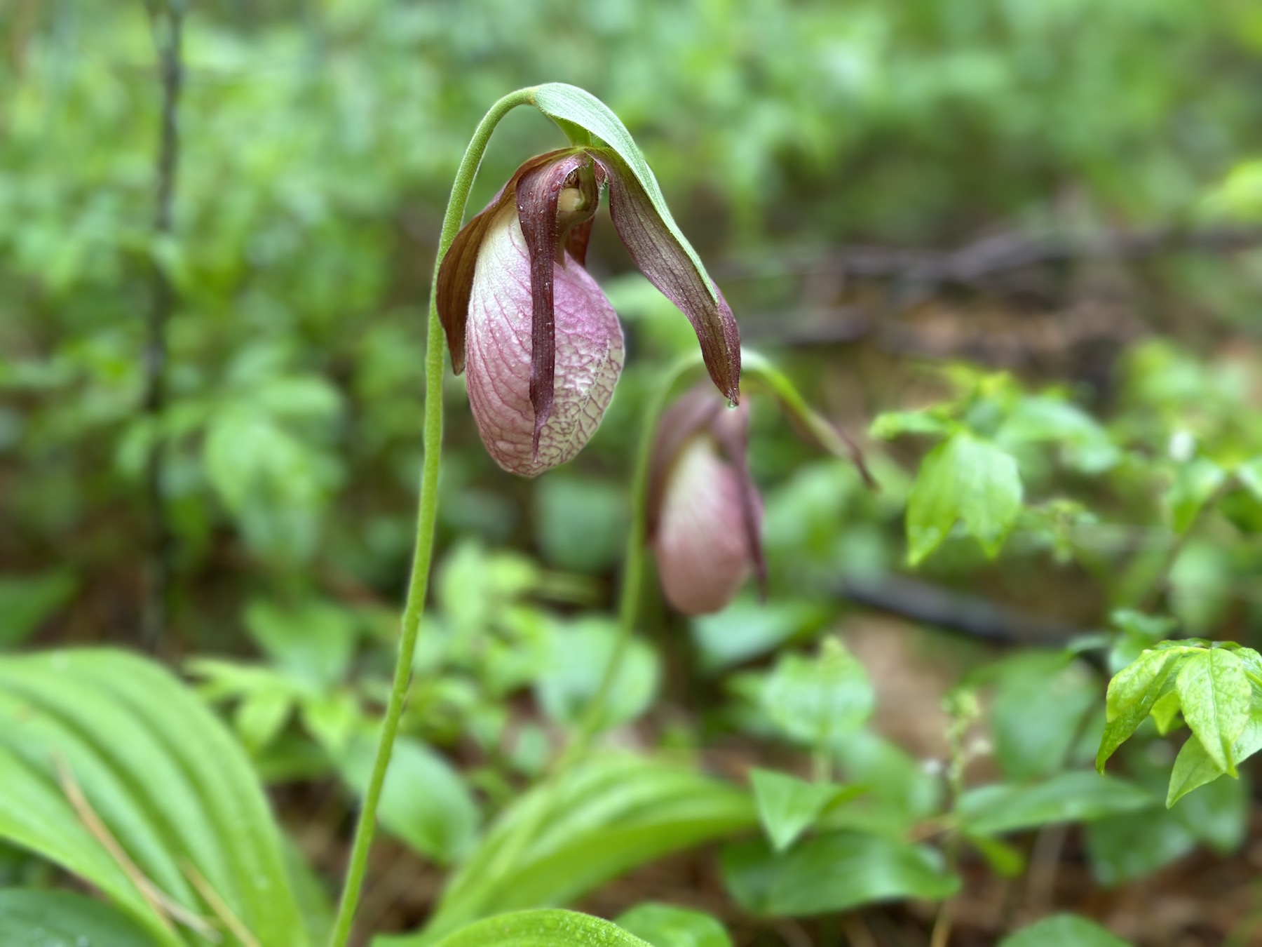 Fauna and Flora of Arlington’s Great Meadow