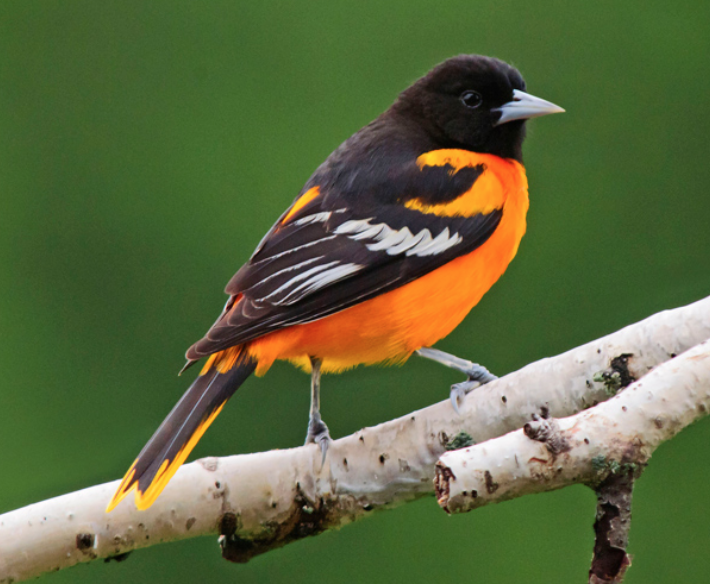 Spring Birding at Lower Vine Brook