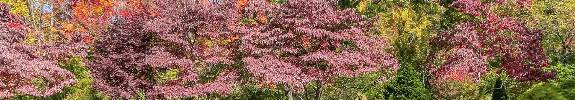 Garden Tour: Inspirational Gardens of Lexington