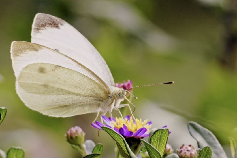Lexington Living Landscapes Presentation: The Little Things That Run the World