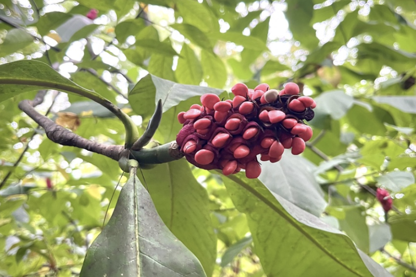 Massachusetts Pollinator Network Webinar: Climate Change and the Future Flora of New England