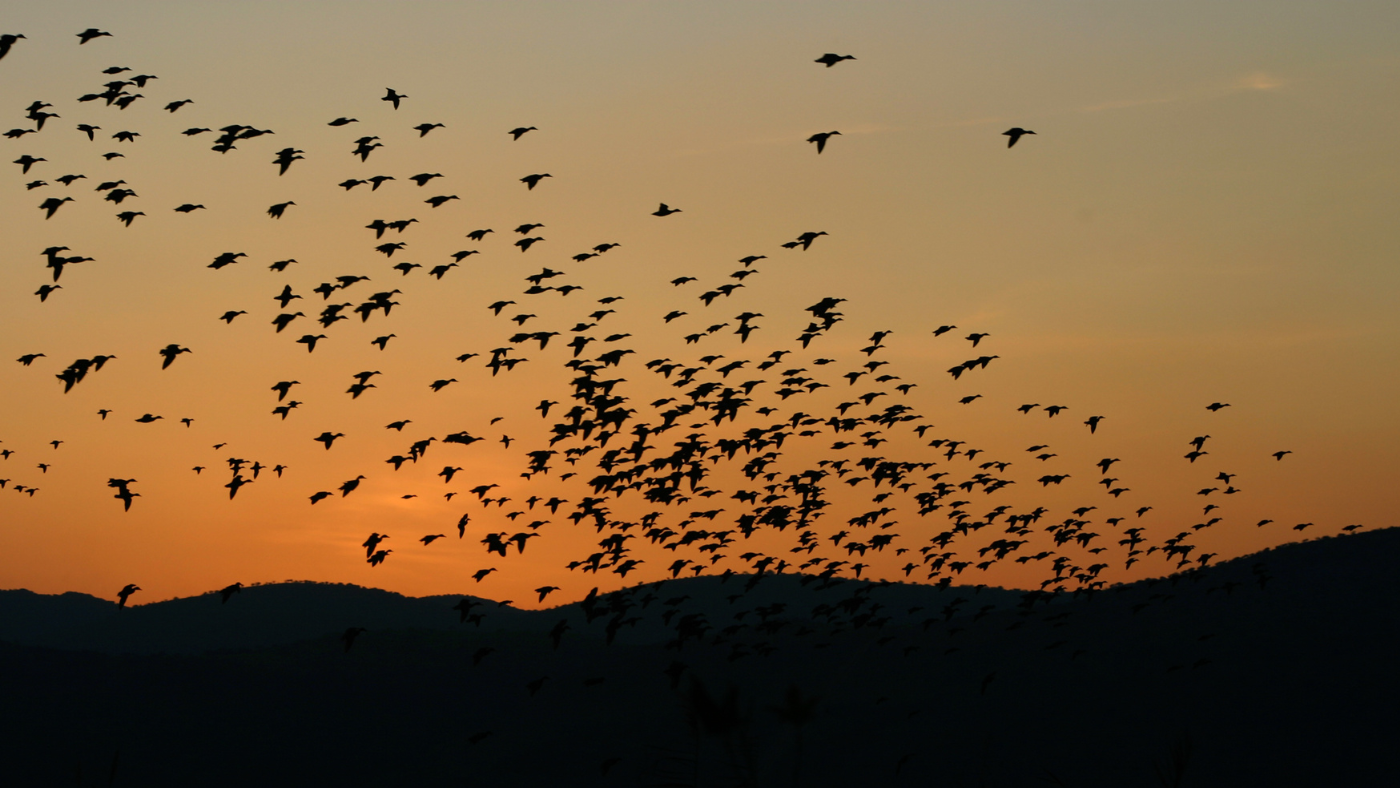 Newton’s Spring Birding Migration Presentation