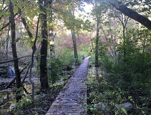 Citizens for Lexington Conservation Walk: Explore Hayden Woods