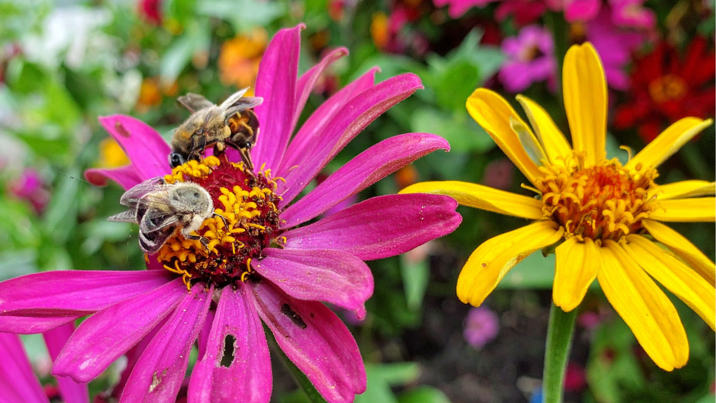 Meadowscaping for Biodiversity: Cherry Pies and Butterflies Community Pollinator Festival
