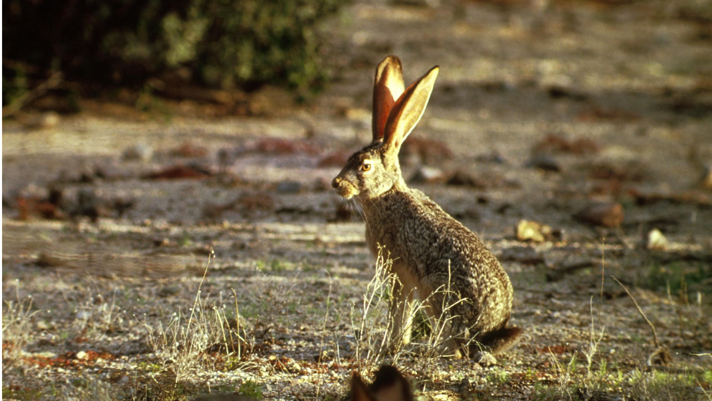 Newton Communiy Farm $10 Class: Habitats and Adaptations