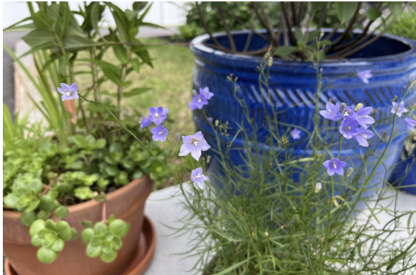 Grow Native Massachusetts: Container Gardening with Native Plants
