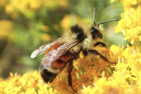 Massachusetts Pollinator Network Webinar: Beyond Pretty Flowers: Turning Pollinator Watching into Credible Citizen Science