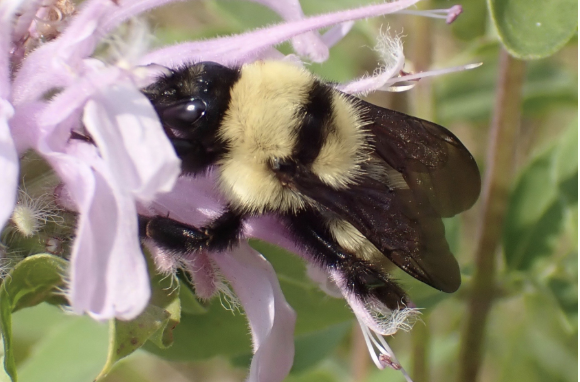 MA Pollinator Network Webinar: Plant for Bees, Not Disease