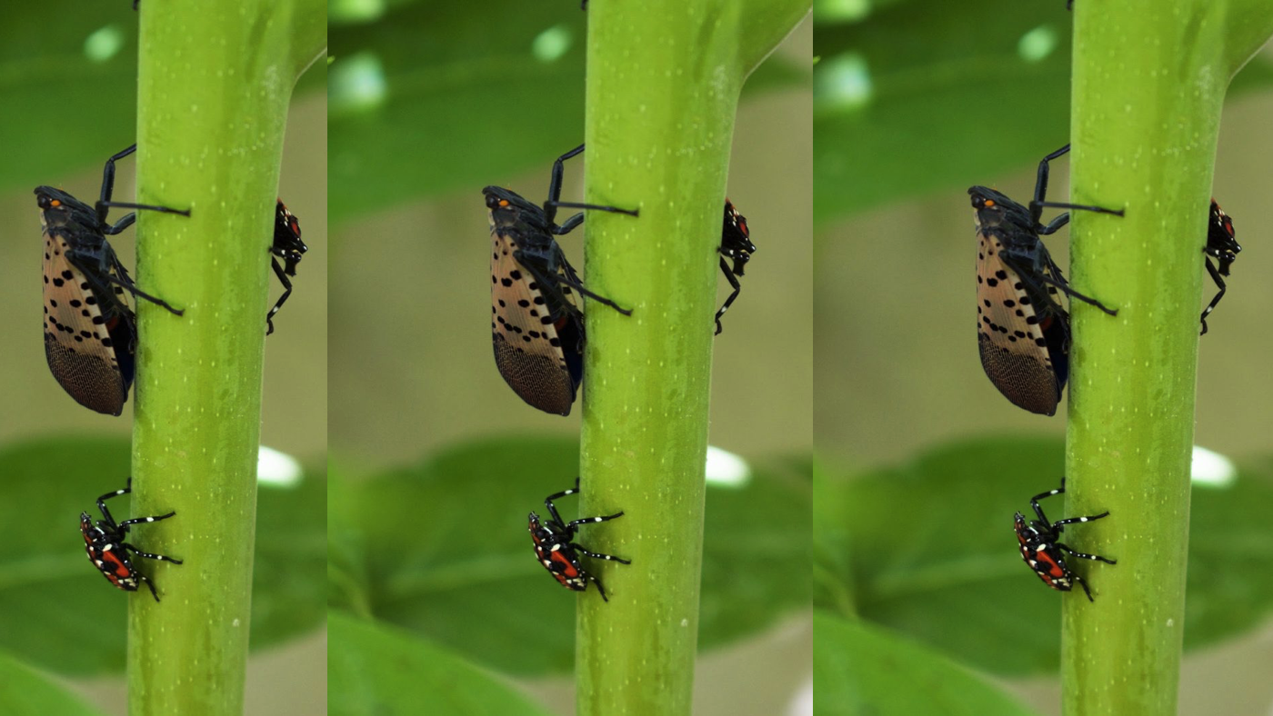 Spotted Lanternfly Webinar: Impact, current status, and management options