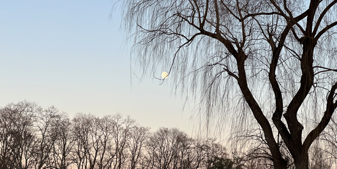 Nature for Newton: Learnings from initial restoration efforts in Newton’s central and largest park