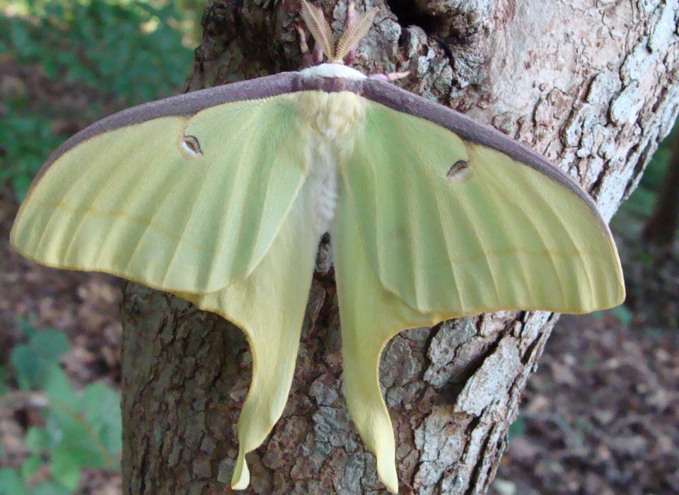 $25 Mt Cuba Center Webinar: Mysterious Moths
