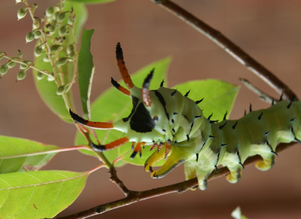 $25 Mt Cuba Center Webinar: Exploring Caterpillar Ecology and How to Support Them in Your Landscape