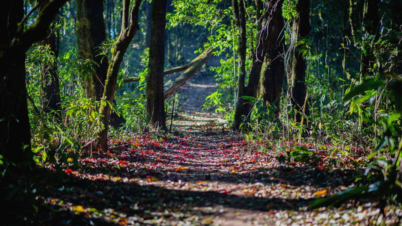 Newton Conservators Event: Bioblitz: Learn About Local Plants